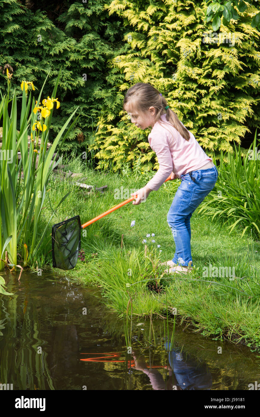 Quatre ans, fille, étang trempage, essayant d'attraper des têtards et autres animaux sauvages dans un étang de la faune, Jardin net. Sussex, UK. Peut Banque D'Images