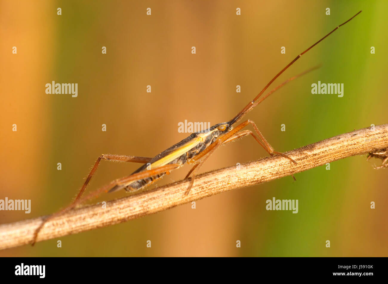 Les insectes Les insectes jambes long blade blade of grass meadow pelouse antenne vert Banque D'Images