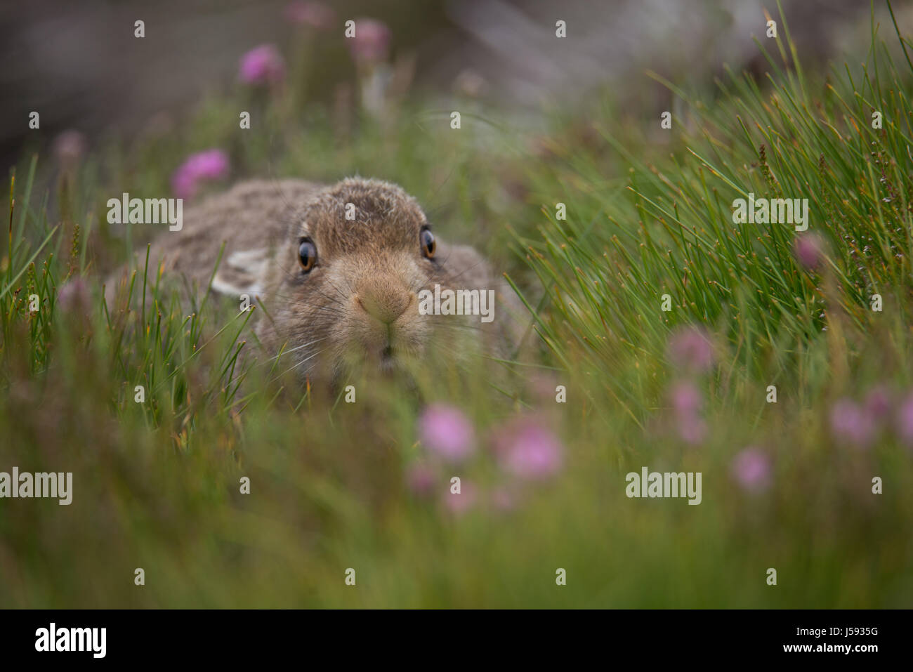 Lièvre en pelage d'été assis dans l'herbe dans les highlands écossais Banque D'Images