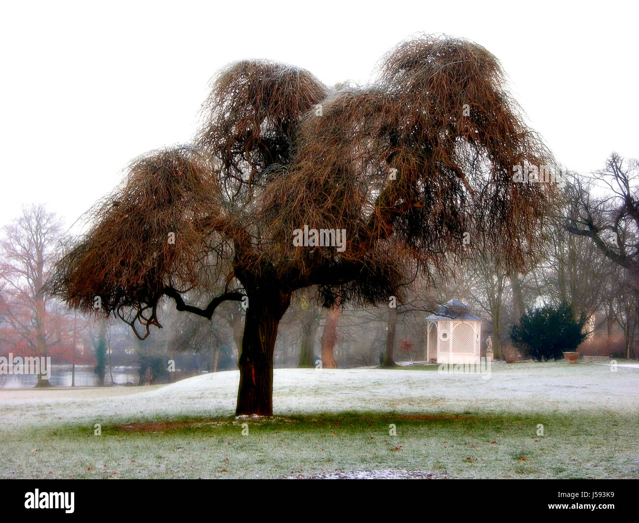 Arbre hiver froid brouillard givre glace branches janvier branchage ste sophora japonica Banque D'Images