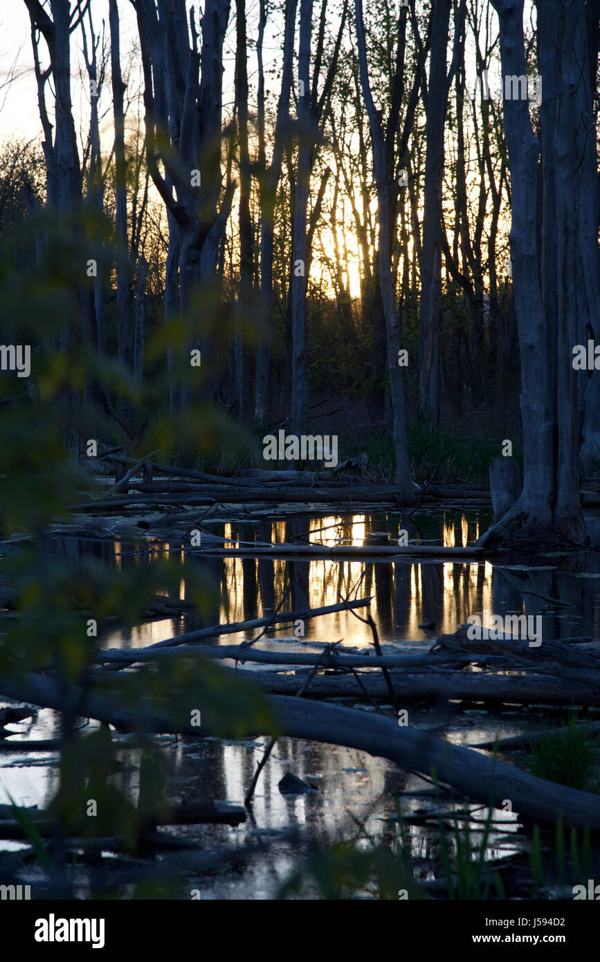 Forêt de l'étang pendant la golden hour Banque D'Images