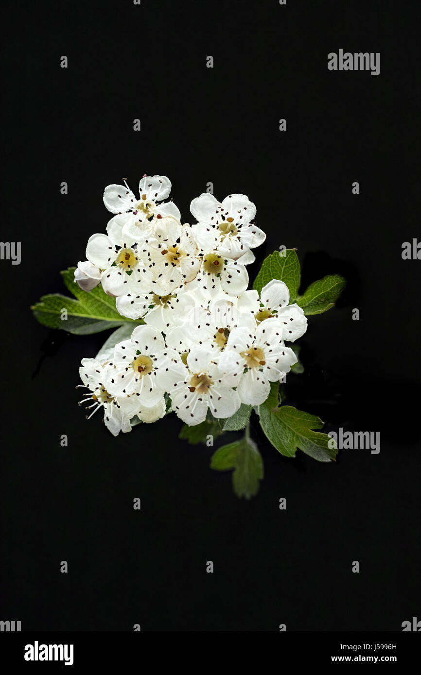 Grappe de fleurs d'aubépine blanche. Banque D'Images
