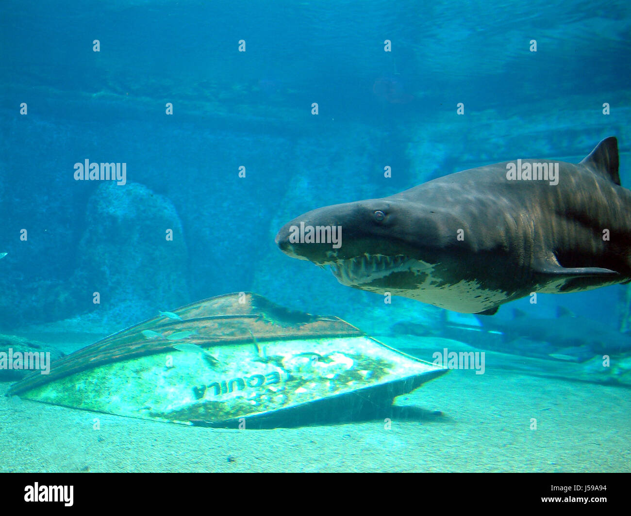 dents de requin Banque D'Images