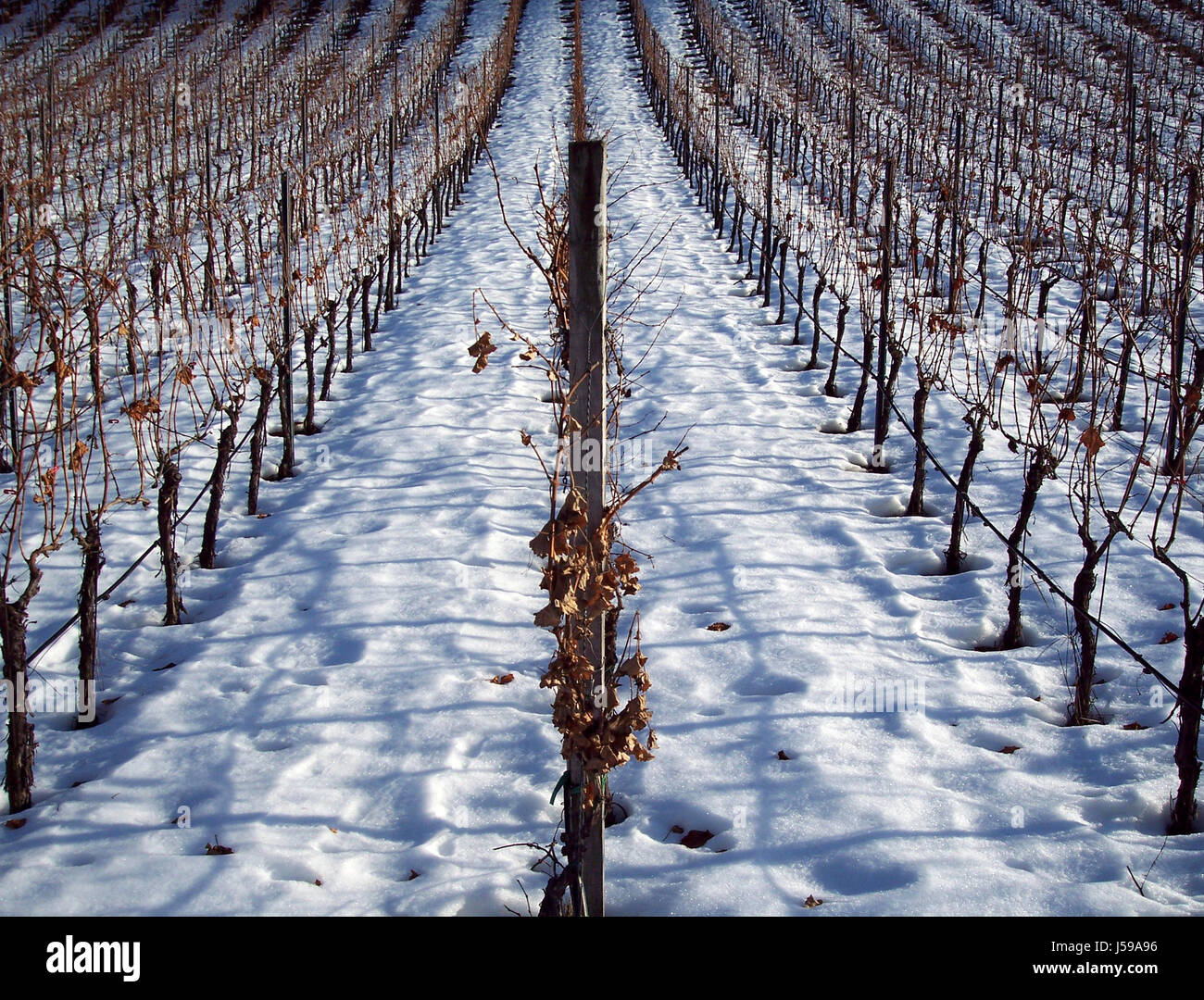 Agriculture L'agriculture d'hiver enneigés du Tyrol du sud la culture de vignes vin hiver Banque D'Images