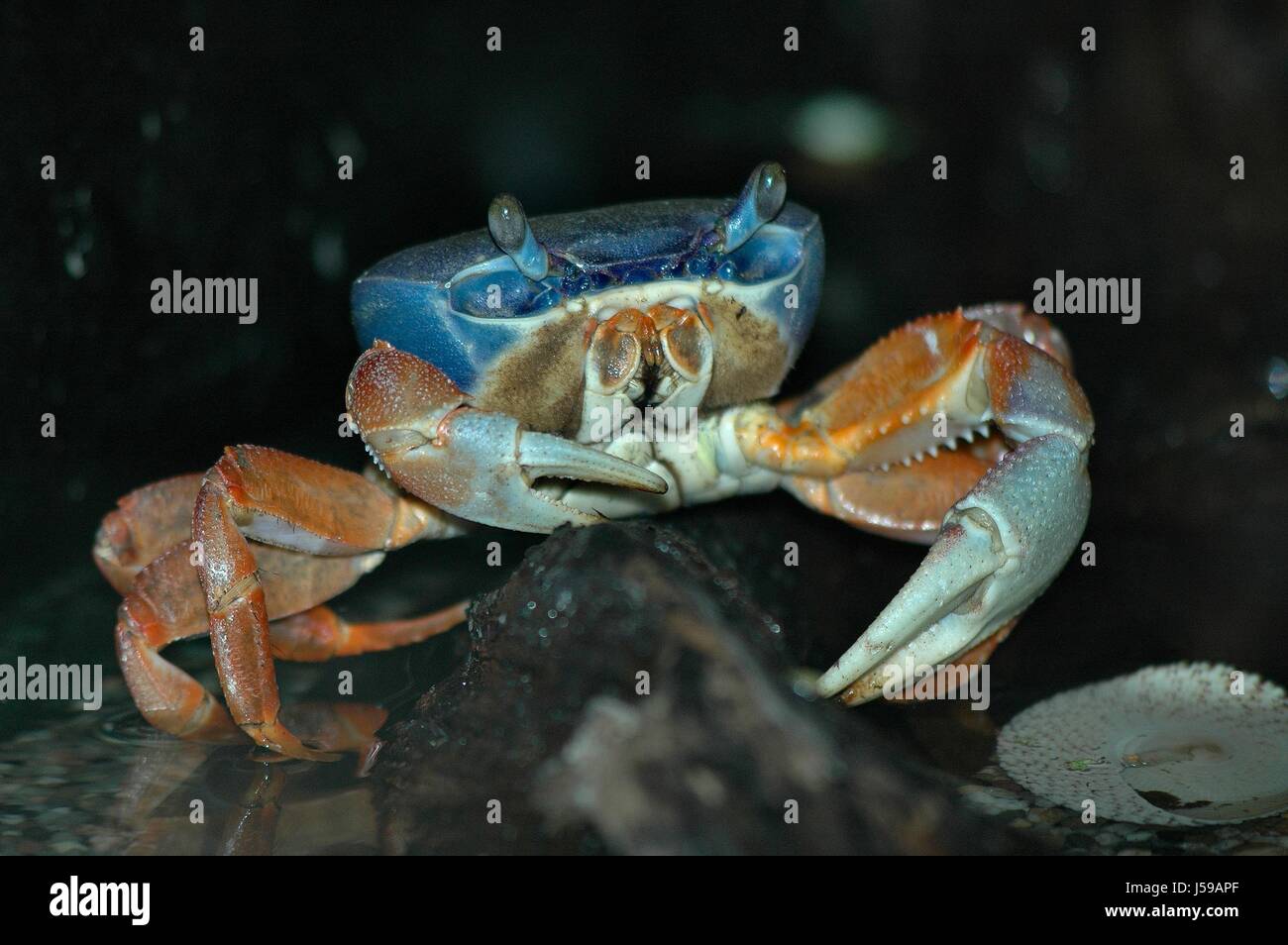 Les animaux du parc les yeux armor crustacés crabe cancers de cisaillement de l'eau sel de mer océan Banque D'Images