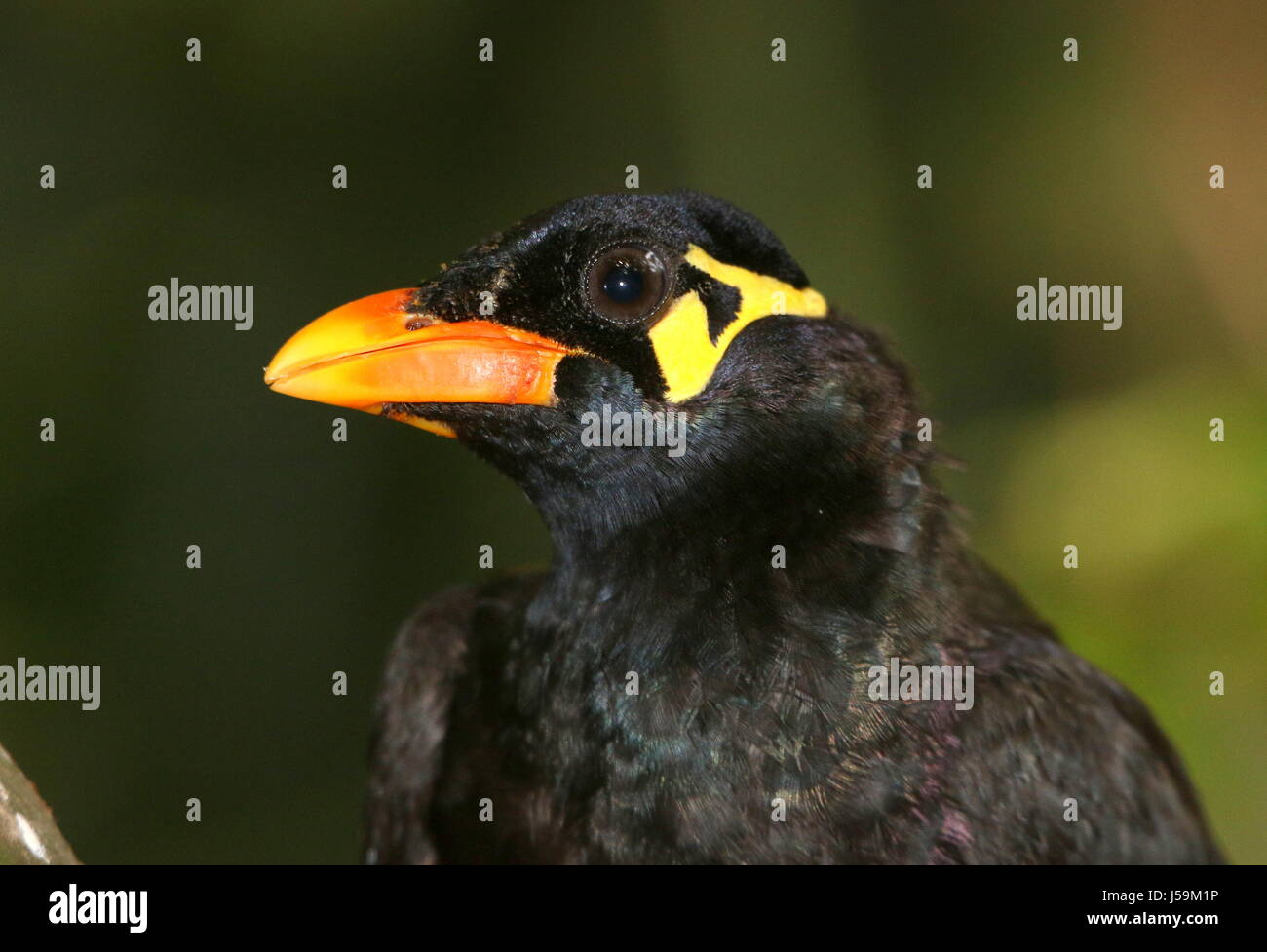 Commune d'Asie Hill Myna (Gracula religiosa). Allant de l'Inde et le Népal à l'Asie du Sud-Est, l'Indonésie et les Philippines. Banque D'Images