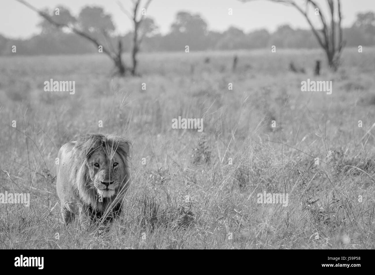 Lion marchant vers l'appareil photo en noir et blanc dans le parc national de Chobe, au Botswana. Banque D'Images