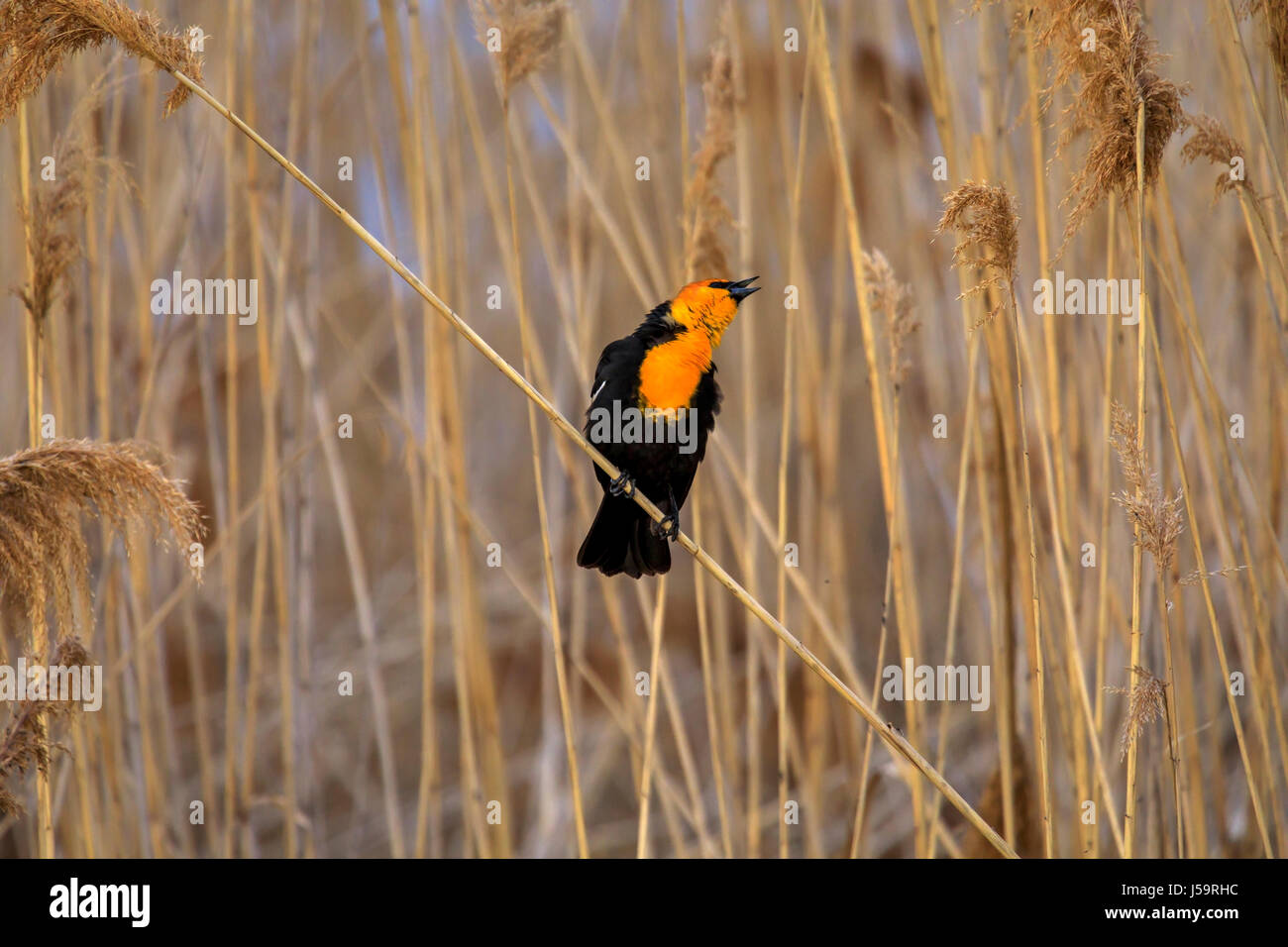 Un Carouge à tête jaune Xanthocephalus xanthocephalus) (chante son coeur dehors perché sur une usine de phragmites, Bear River, Refuge d'oiseaux migrateurs de l'Utah. Banque D'Images