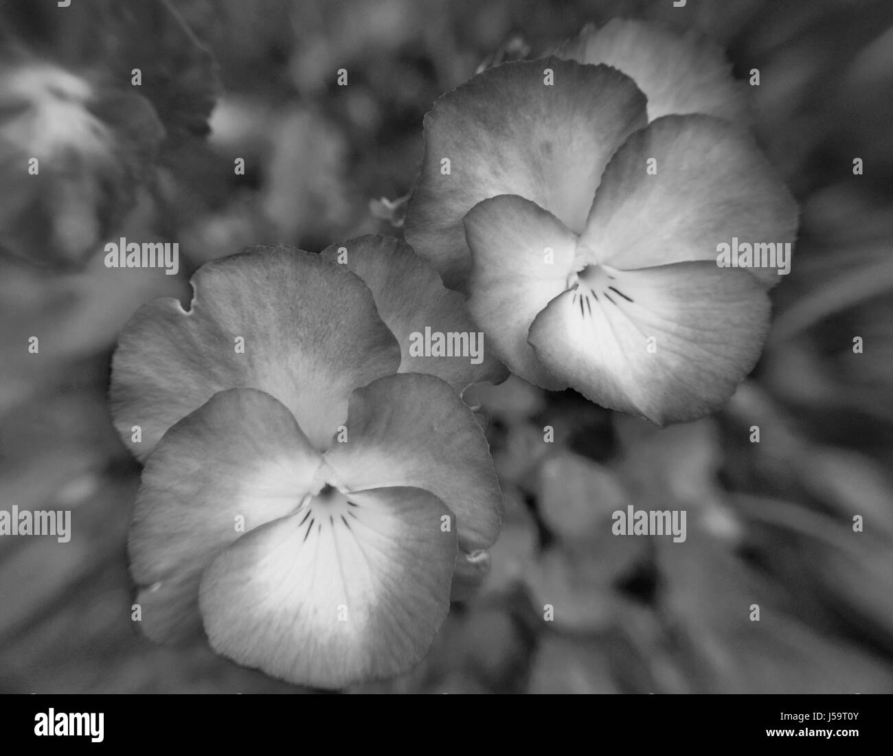 Viola fleurs nuit étoilée céleste en noir et blanc Banque D'Images