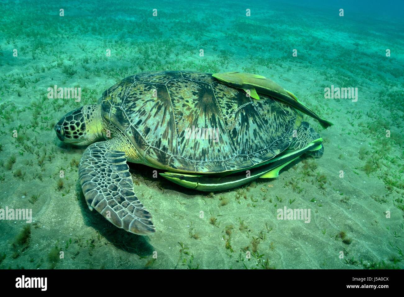 Chelonia mydas, Suppenschildkröte, Grüne Meeresschildkröte, tortue de mer verte, Seegras seagras,, Rotes Meer, Egypte, mer rouge, Egypte Banque D'Images