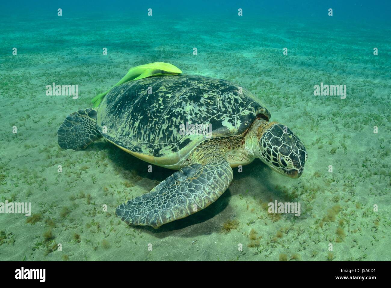 Chelonia mydas, Suppenschildkröte, Grüne Meeresschildkröte, tortue de mer verte, Seegras seagras,, Rotes Meer, Egypte, mer rouge, Egypte Banque D'Images