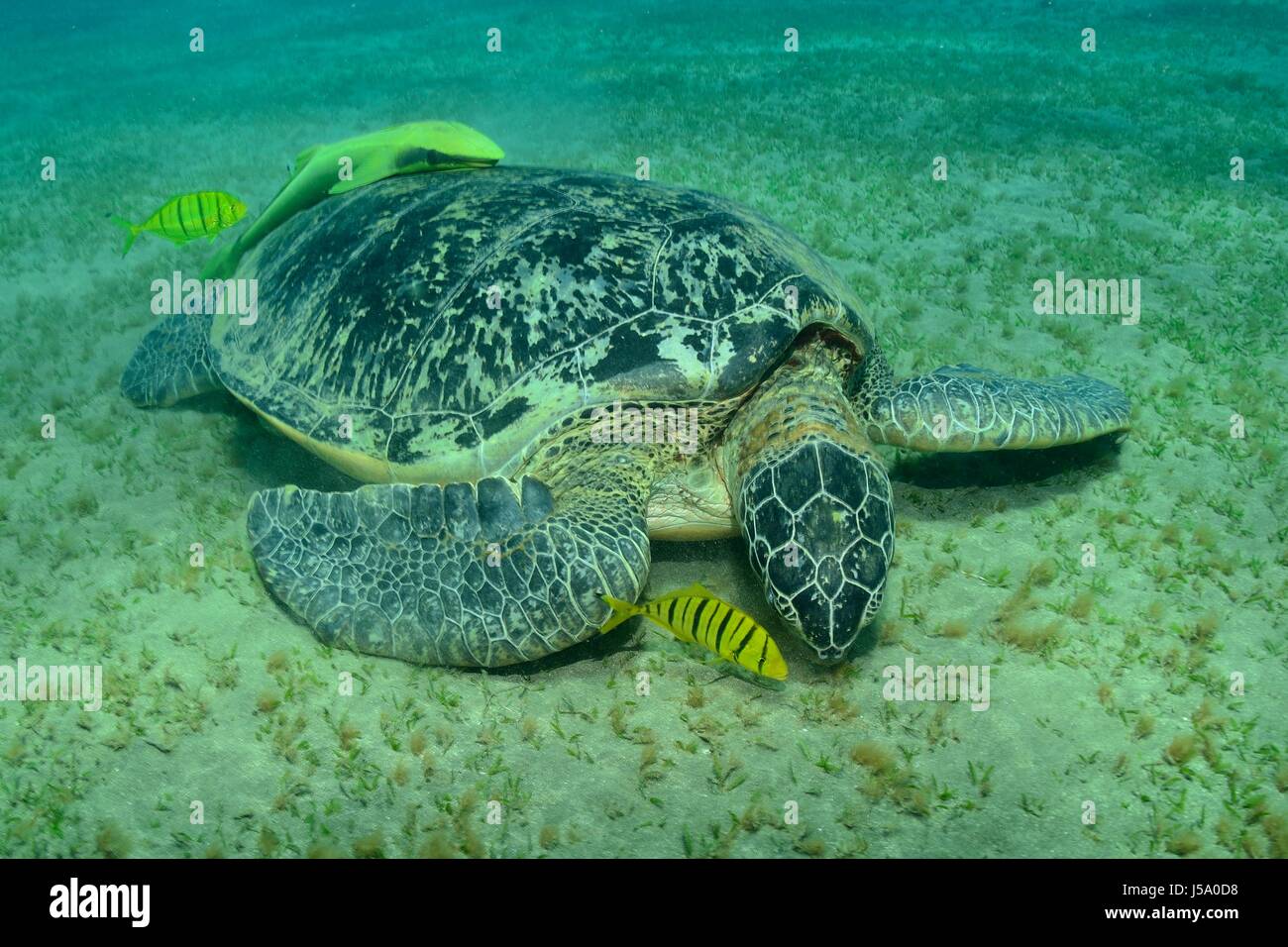 Chelonia mydas, Suppenschildkröte, Grüne Meeresschildkröte, tortue de mer verte, Seegras seagras,, Rotes Meer, Egypte, mer rouge, Egypte Banque D'Images