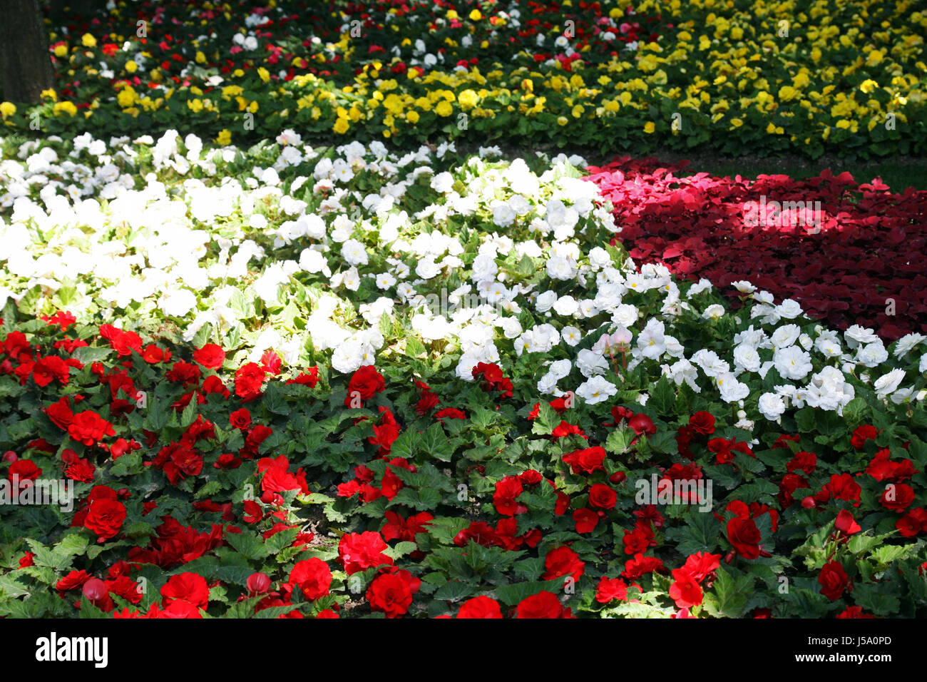 Plantes Fleurs, jardinage,et arrangements,printemps à l'été,des,39 Banque D'Images