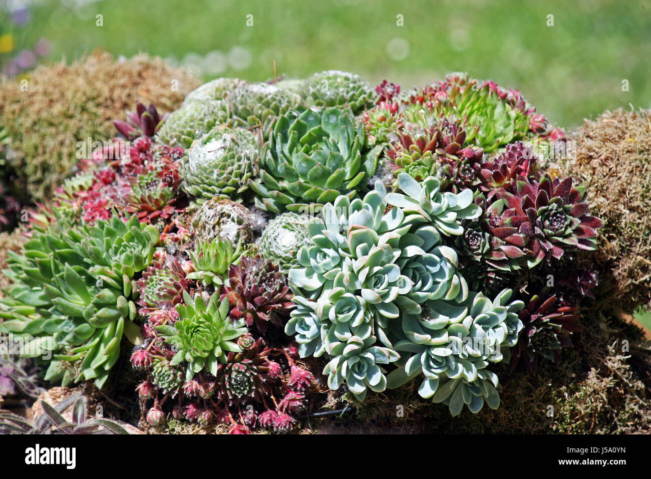 Plantes Fleurs, jardinage,et arrangements,printemps à l'été,des,46 Banque D'Images