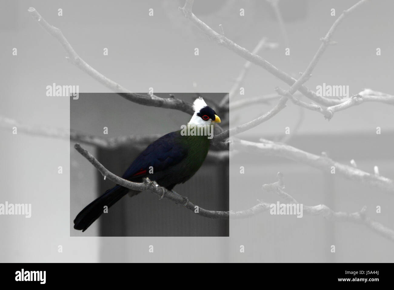 Oiseau bleu coloré vert superbe aux couleurs multiples Banque D'Images