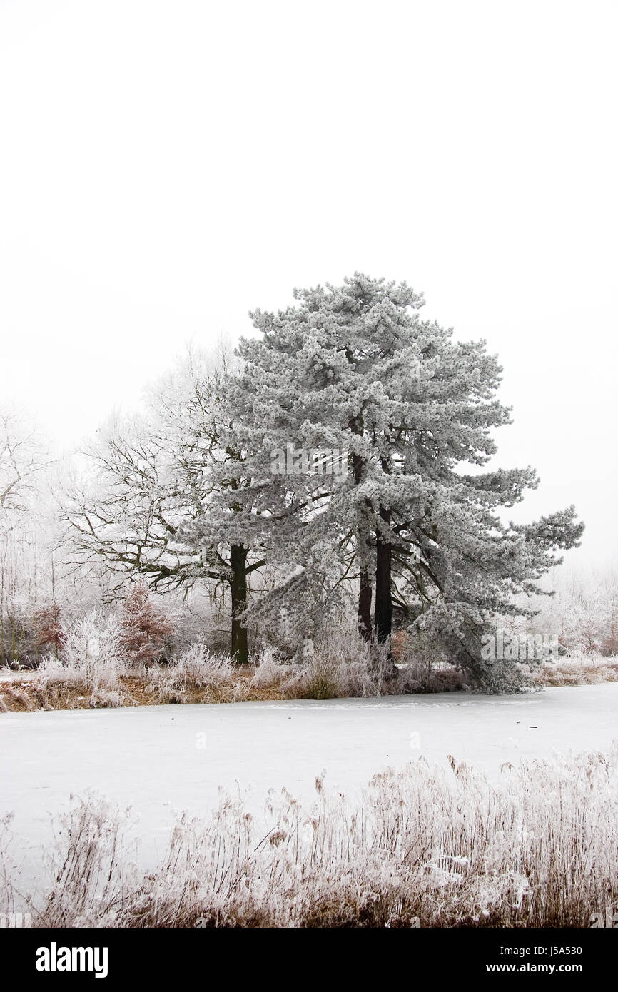 Arbre,arbres,froid,hiver,flore,branches,neige,neige,glace,nature,weiss,stam,ste Banque D'Images