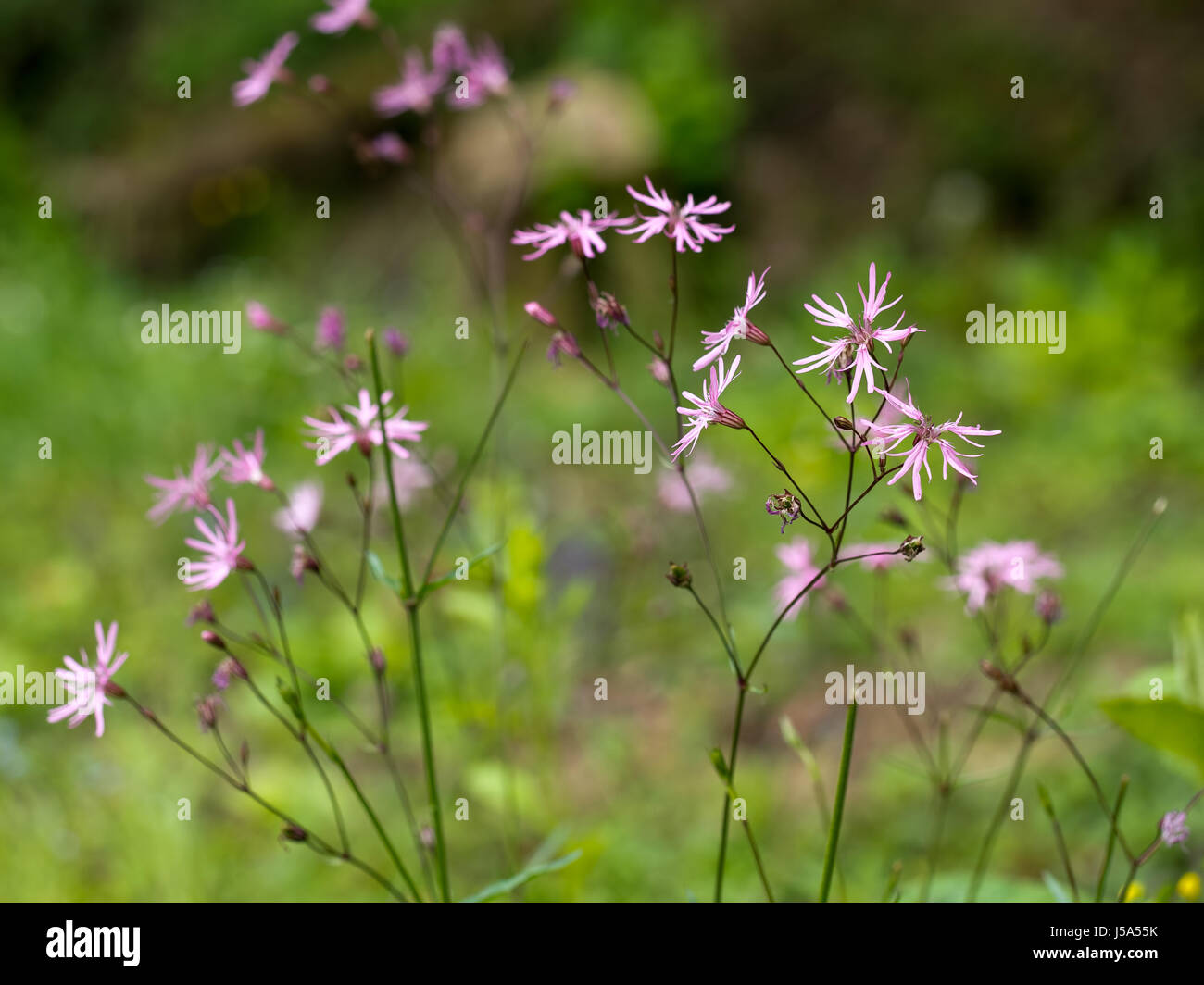 Lychnis flos-cuculi. Plante vivace herbacée. Banque D'Images