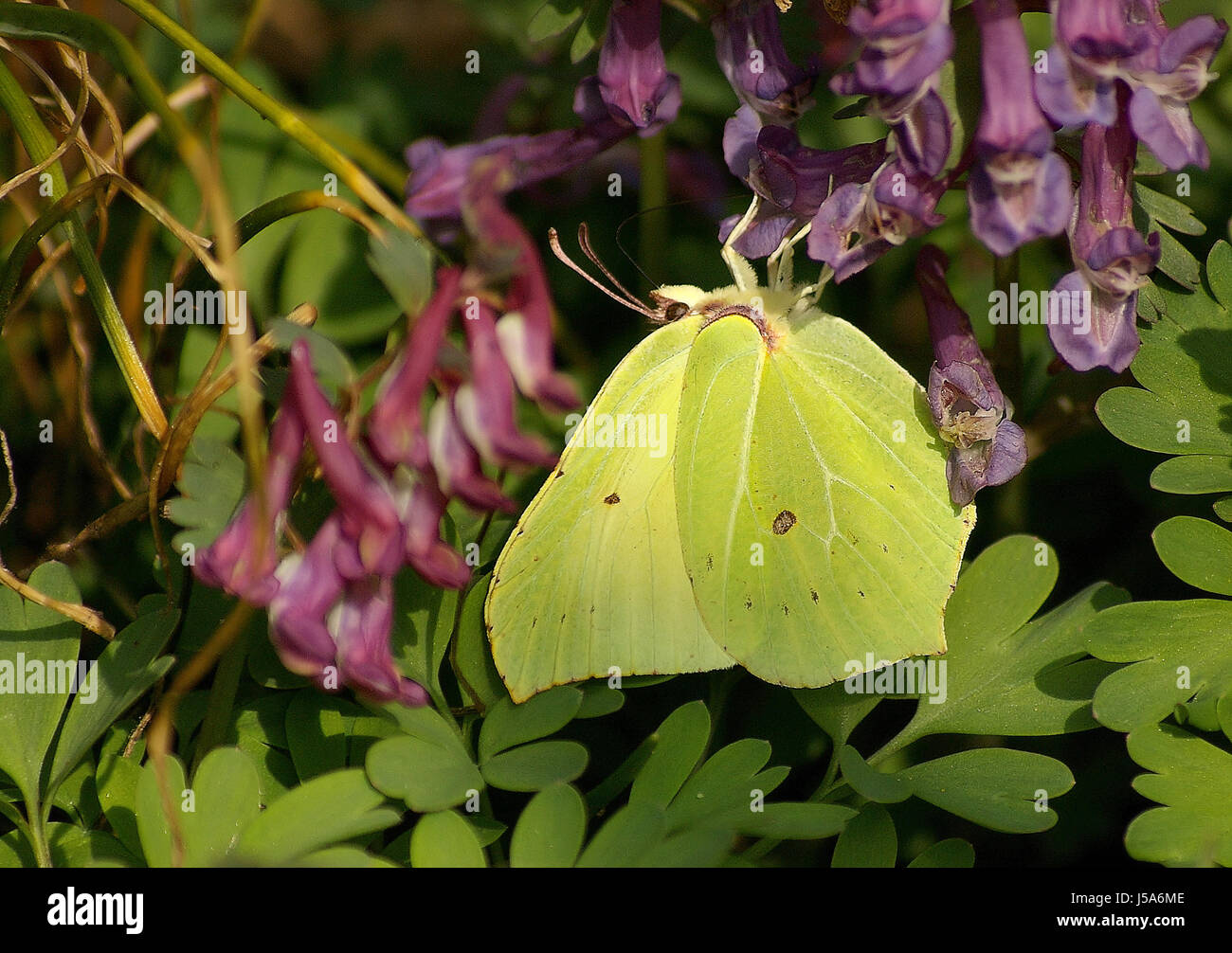 Papillons papillon Brimstone Butterfly nsekten fluginsekten insecta Banque D'Images