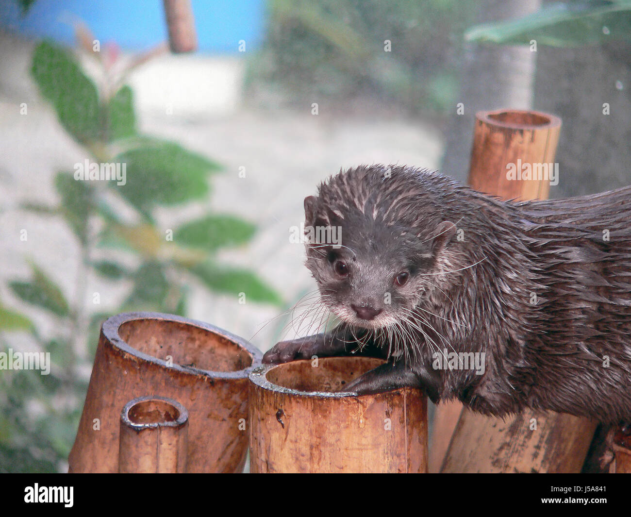 Mammifère,Animaux,humide,bambou,fischotter,fischfresser,luisenpark mannheim, Banque D'Images