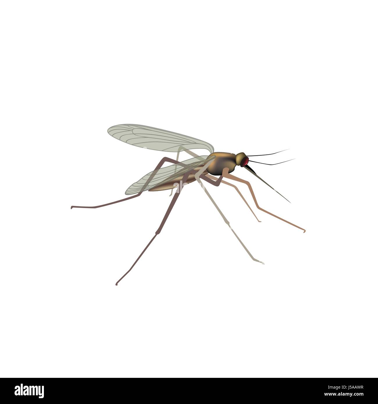 Isolé de moustiques. gnat. vector illustration insecte macro view Illustration de Vecteur