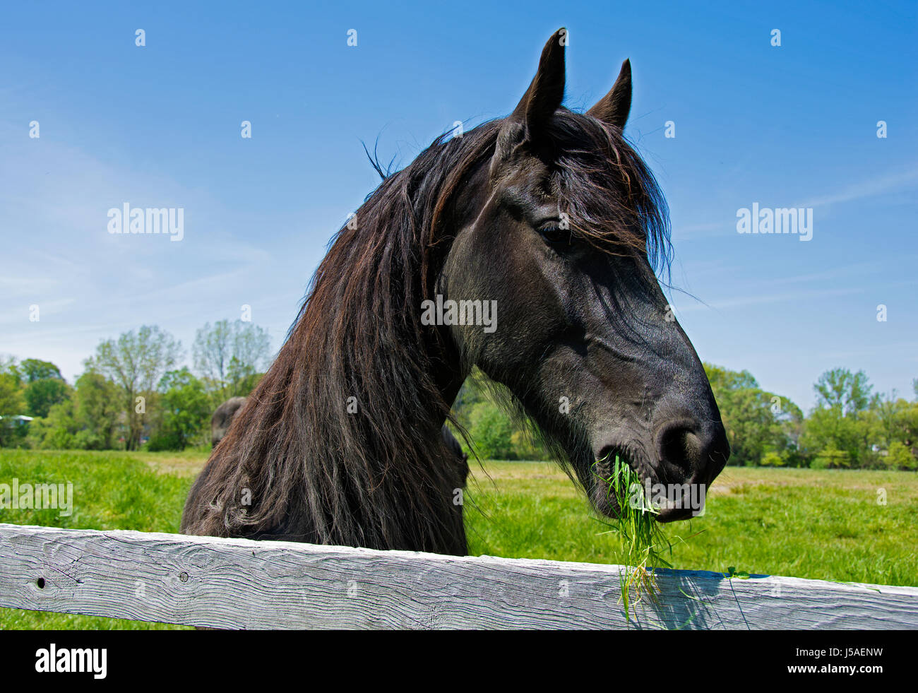 Cheval frison noir mange de l'herbe par clôture en bois Banque D'Images