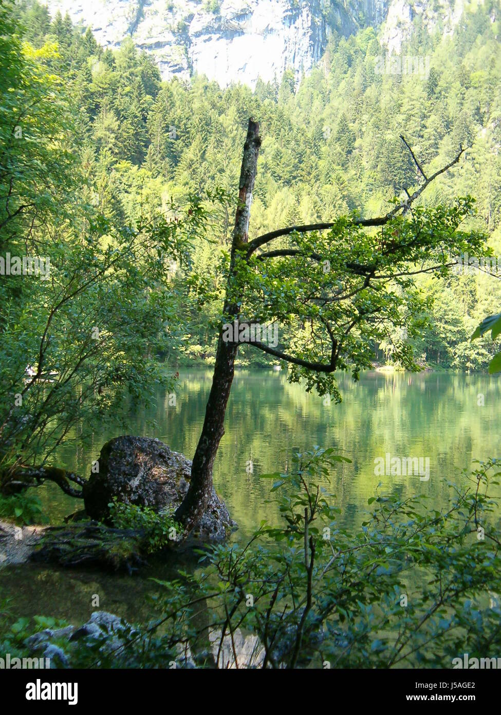 Pourris de l'arbre d'eau fraîche de l'eau des eaux intérieures peu amputé kahle ste drre Banque D'Images