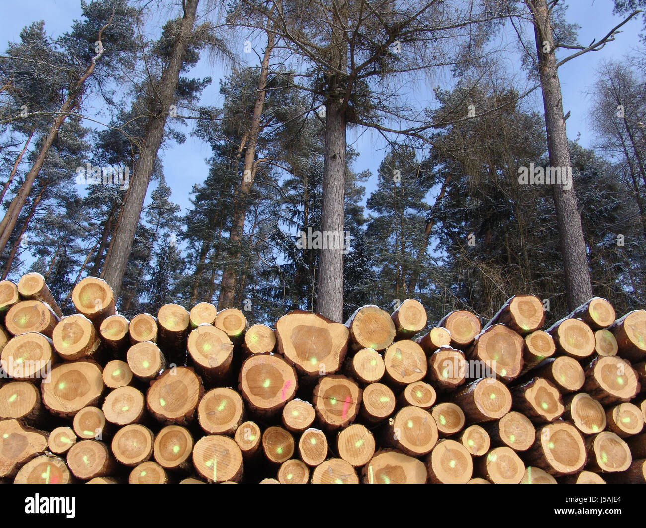 La forêt de conifères du bois bois bois de tribus forestières de langholz baumstmme Banque D'Images