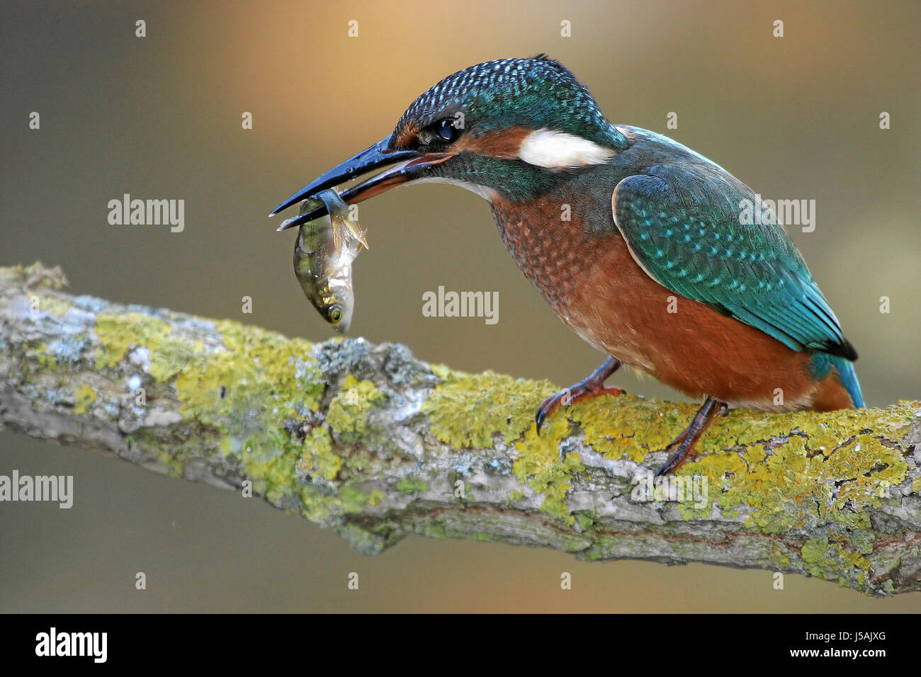 Kingfisher martin-pêcheur d'oiseaux oiseaux poissons orange direction générale de recherche de proies booty femme Banque D'Images