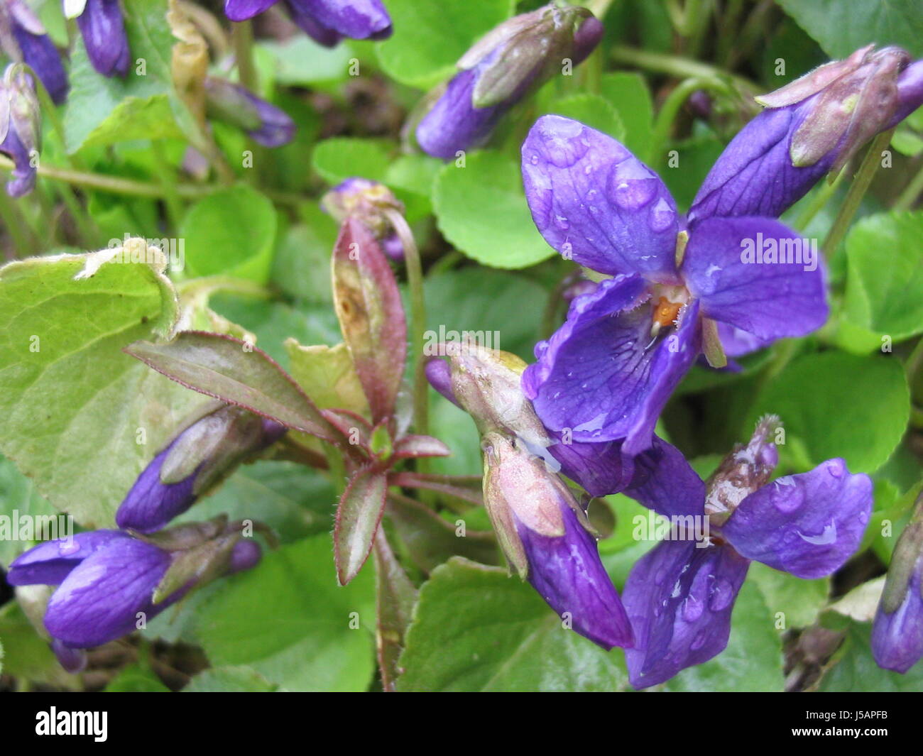 Frhlingsblher wildveilchen violet Viola veilchenblau frhlingsboten wildpflanze Banque D'Images