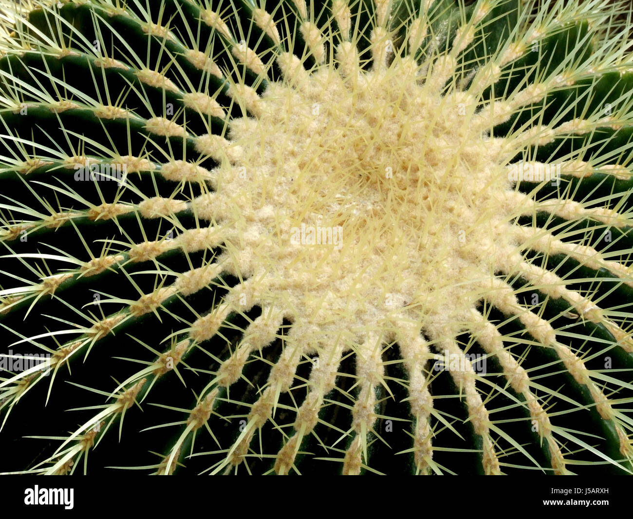 Cactus figuier de côtes à côtes complète à piliers cactus igelartig kugelfrmig parfait Banque D'Images