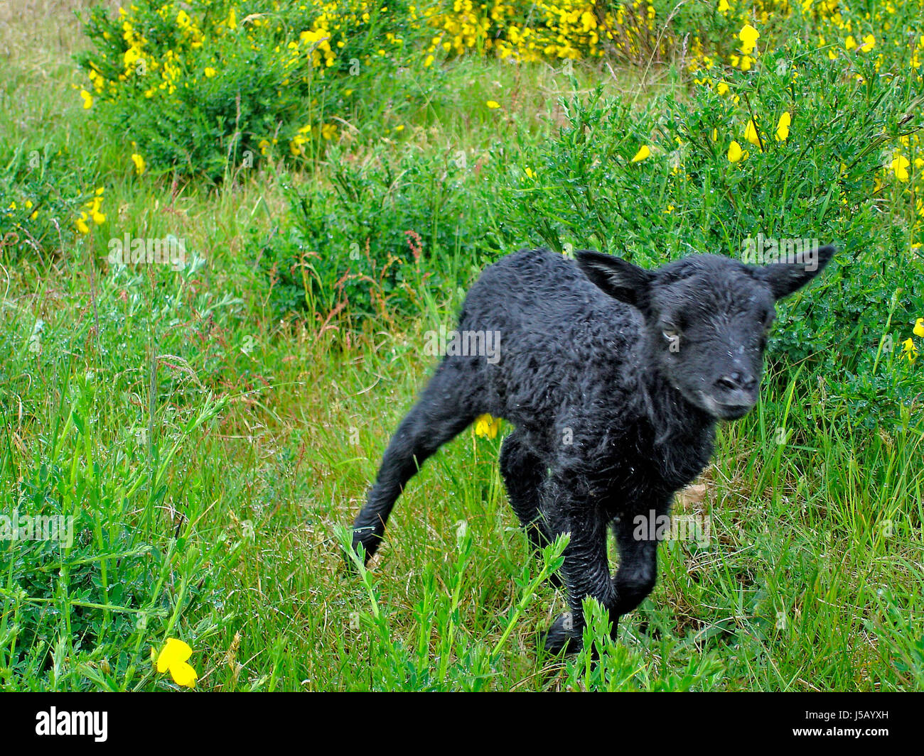 Naissance frais déjà examiné la momie Banque D'Images