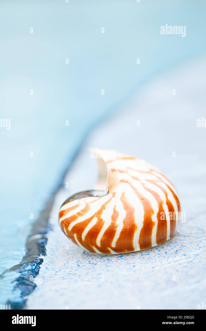 Shell Nautilus resort au bord de la piscine peu profonde, 6 Banque D'Images