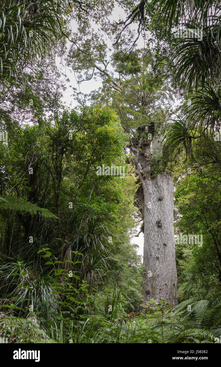 Bay of Islands, Nouvelle-Zélande - mars 7, 2017 : dans l'obscurité de la jungle un Waipuga tours massives d'arbres kauri ancien appelé le Seigneur de la forêt dans le Maori lor Banque D'Images