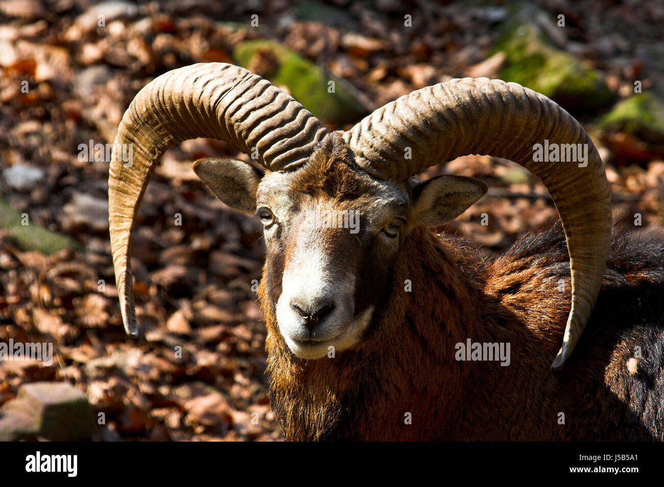 Contre-sauvages tele lumière escargot ram zodiac horoscope signe du zodiaque Banque D'Images