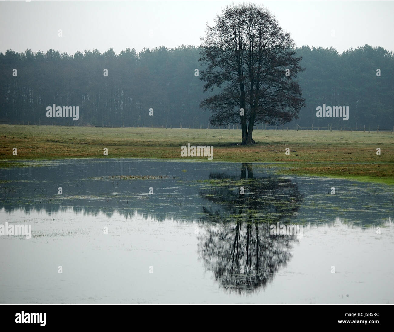 Arbre arbres mise en miroir de brouillard d'eau de l'étang d'eau douce les reflets des eaux intérieures du lac Banque D'Images