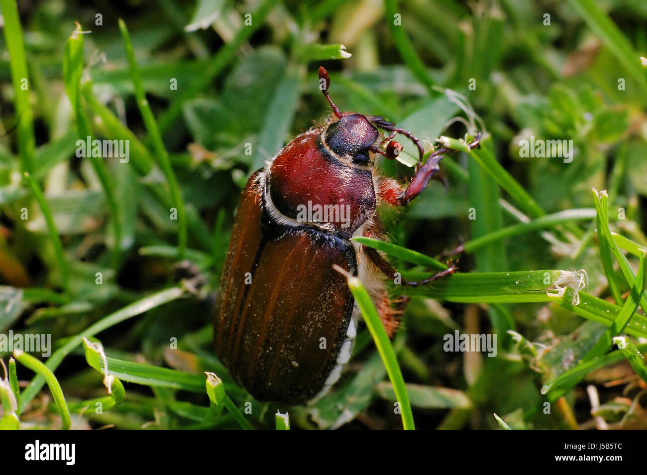 Les insectes beetle à engloutir gorge antenne dévorent cockchafer insecta neuflgler Banque D'Images