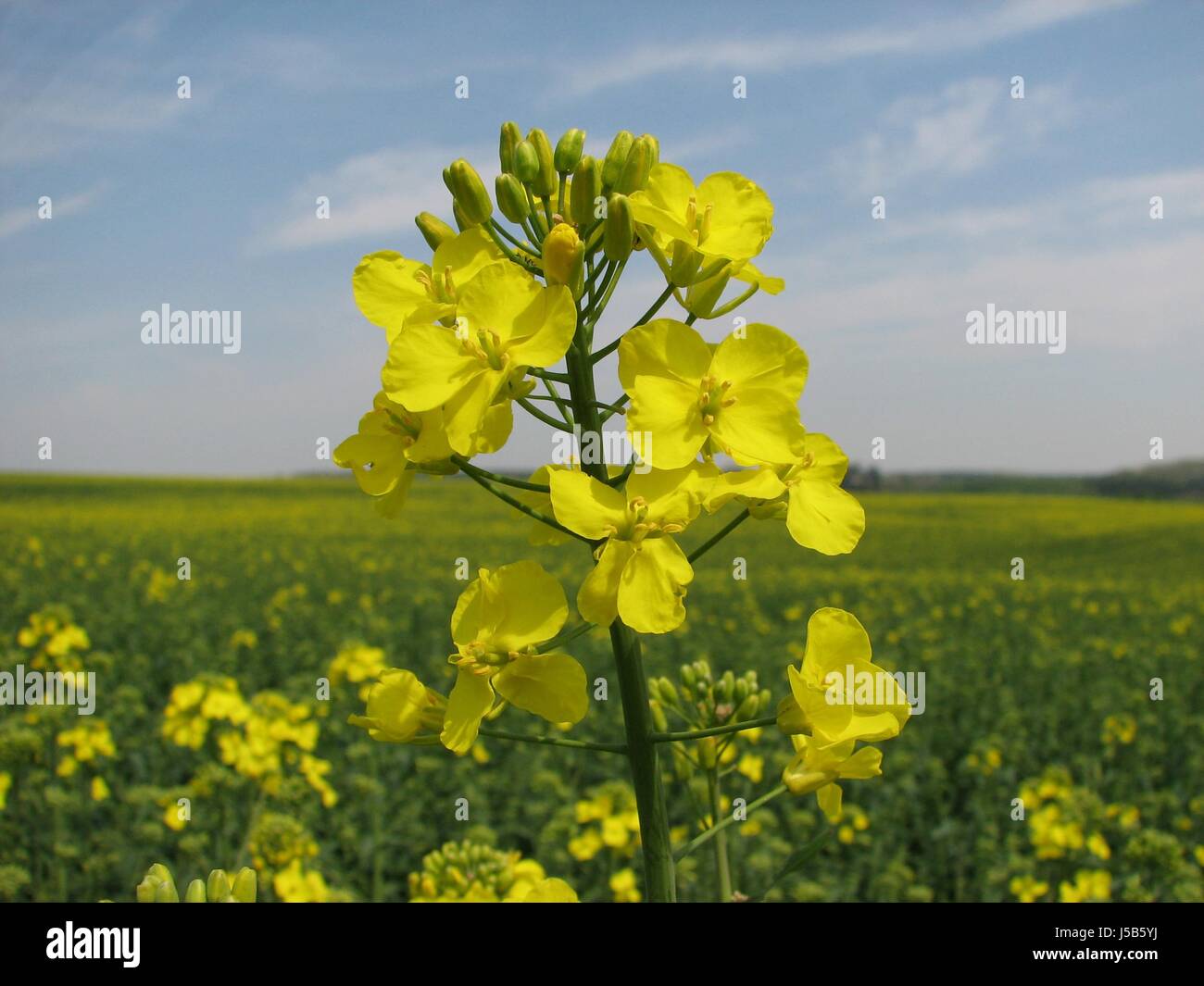 Domaine coleseed plante de jardin de l'été fleur fleurs printemps fleurs summerly Banque D'Images