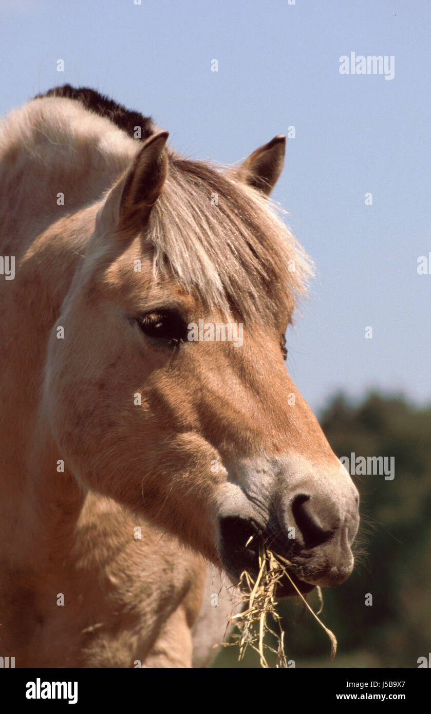 L'stzehmhne norvégien brun clair weiblond auen innen schwarz schwarze Banque D'Images