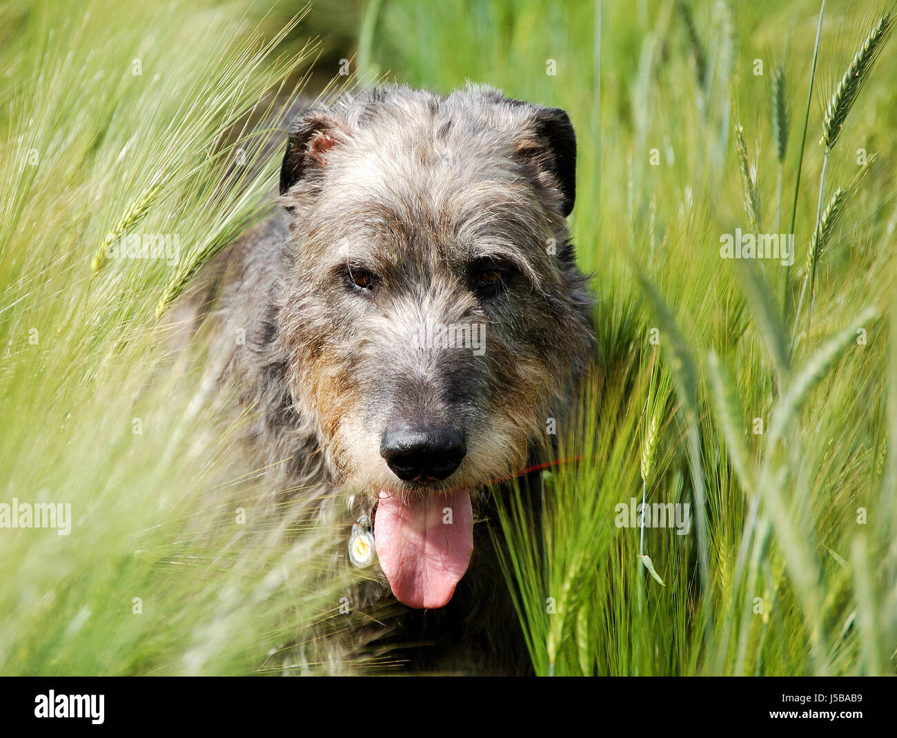 Animaux Animaux Animaux Animaux domestiques champ vert chien chiens Gris gris Gris lévrier irlandais Banque D'Images