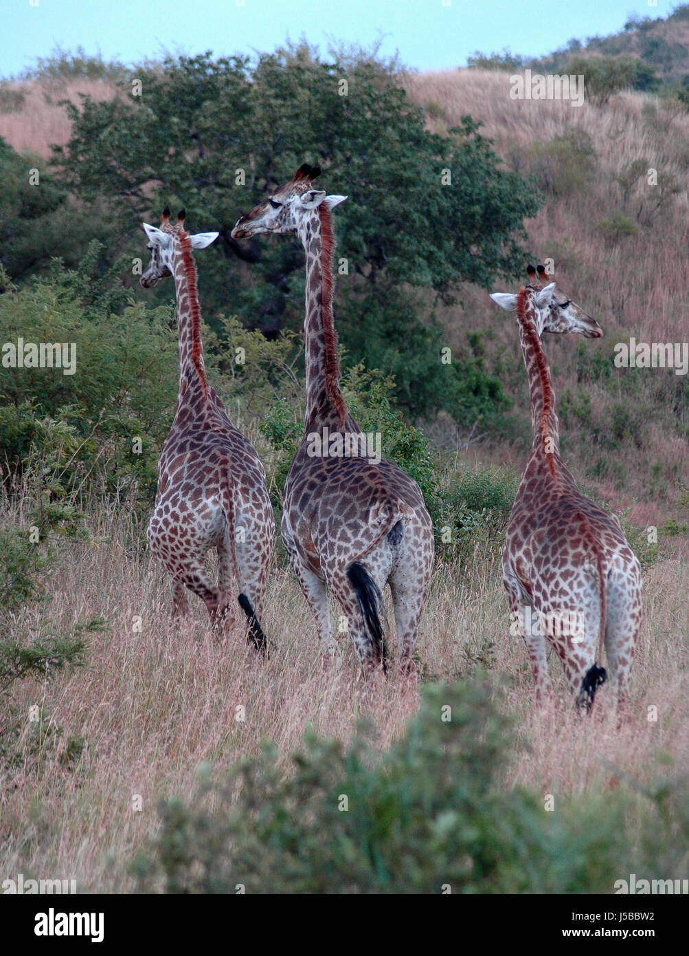 Les poils de l'Afrique de l'arbre de l'Afrique du Sud bush steppe cornets girafe chemin veld tacheté Banque D'Images