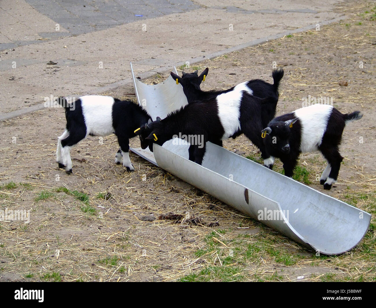 Aliment aliments fourrage animaux animaux chèvres chèvres quatre mammifères à engloutir gorge Banque D'Images