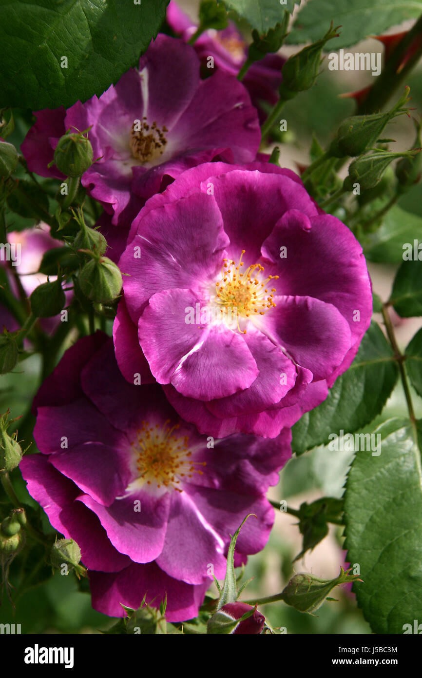 Plante de jardin fleur rose fleur fleurir fleurs fleurs florissant Banque D'Images