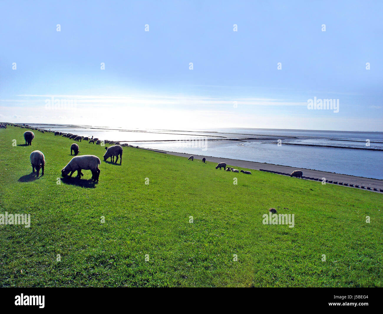 Contre-largeur lumière Frise orientale troupeau de moutons dyke (pl.) brouter basse-saxe Banque D'Images
