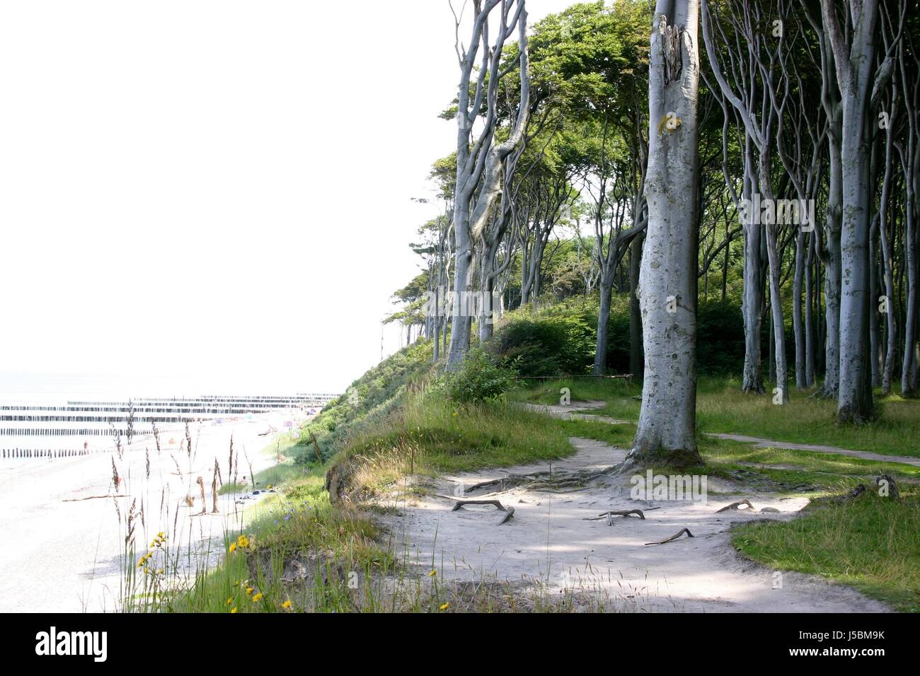 Arbre arbres livre maison de vacances locations de vacances vacances en bord de la plage romantique Banque D'Images