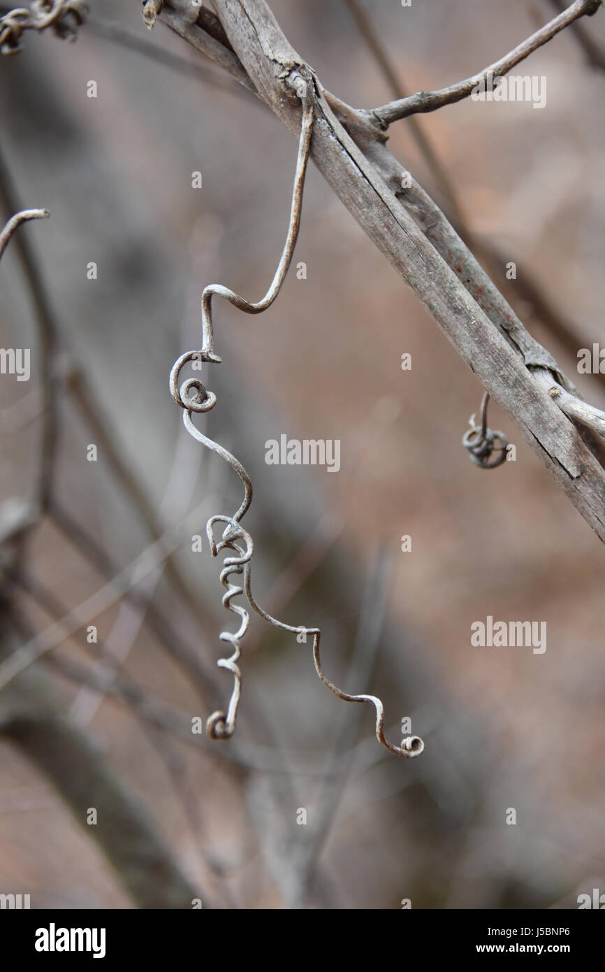 La vrille de la vigne sauvage Banque D'Images