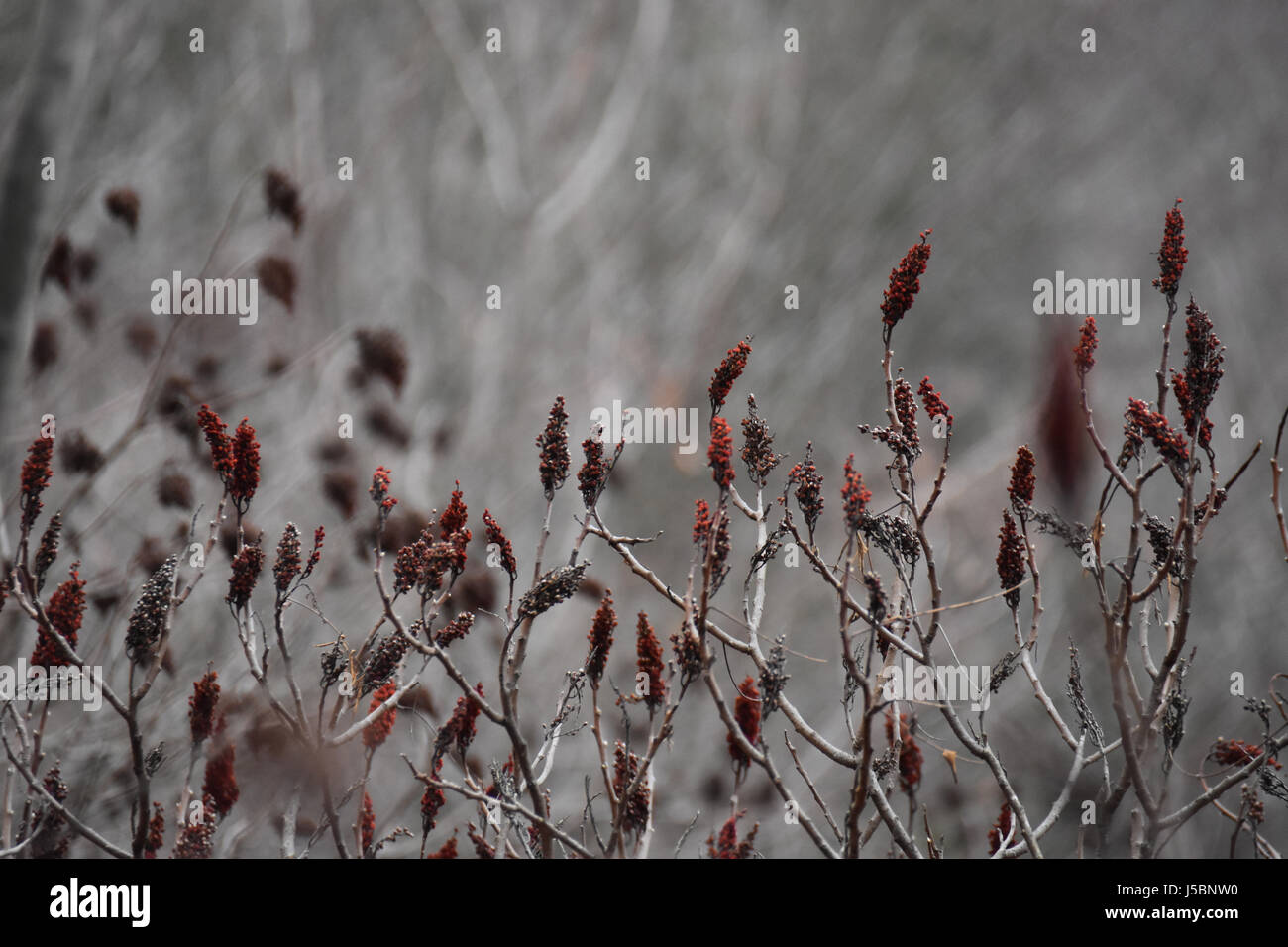 Le sumac grove près de Banque D'Images