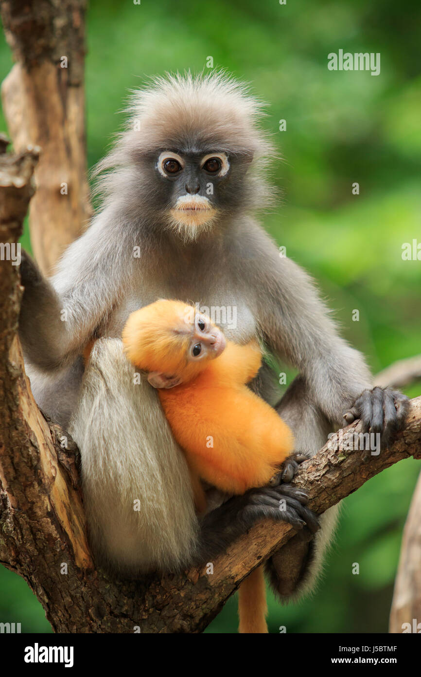 La maternité de Dusky leaf monkey, langur sombre dans le sud de la Thaïlande Banque D'Images