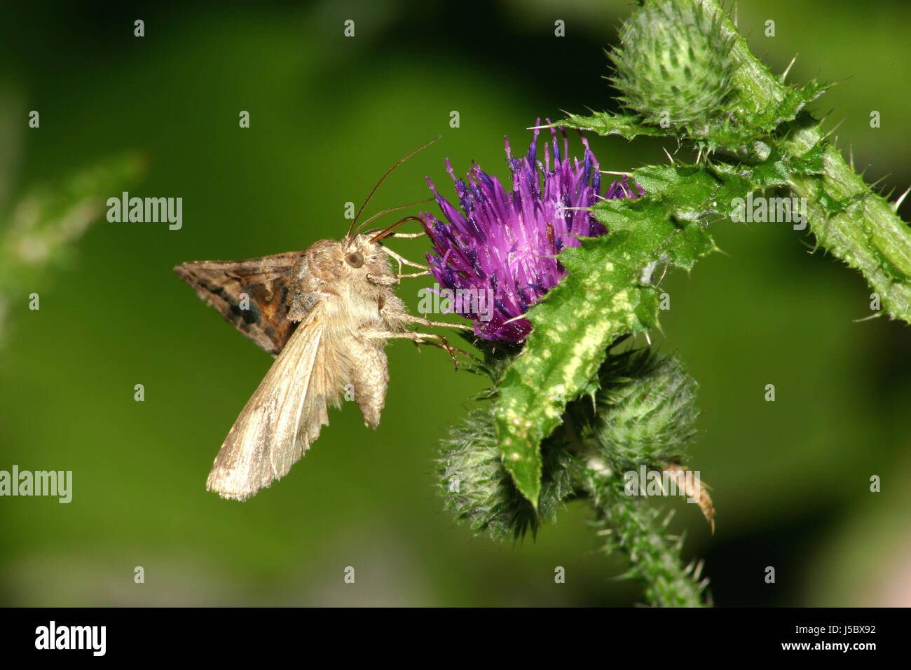 L'argent y (0) (2) Banque D'Images