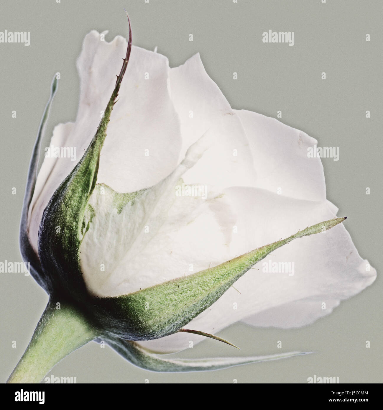 Macro Macro close-up admission vue en gros fleur plante fleur rose Banque D'Images