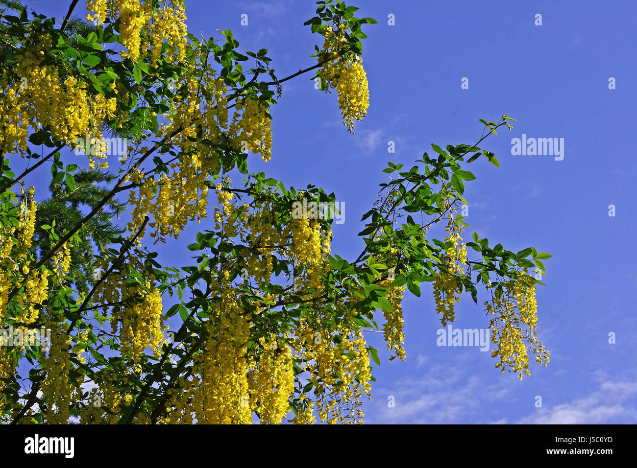 Arbre arbuste vert schmetterlingsbltler glycinie laburnum jaunes blauer himmel Banque D'Images